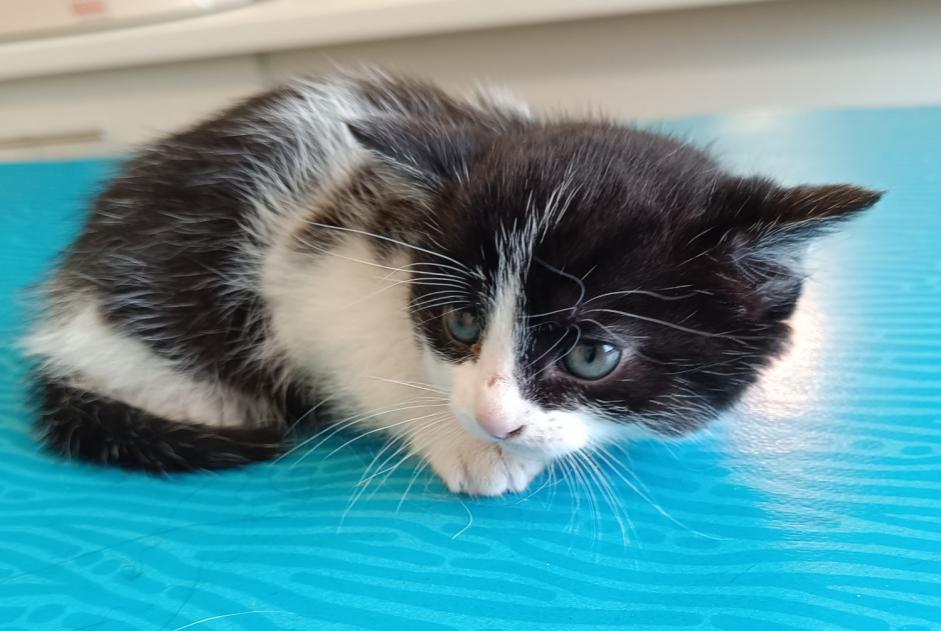 Fundmeldung Katze Weiblich Val de Bagnes Schweiz
