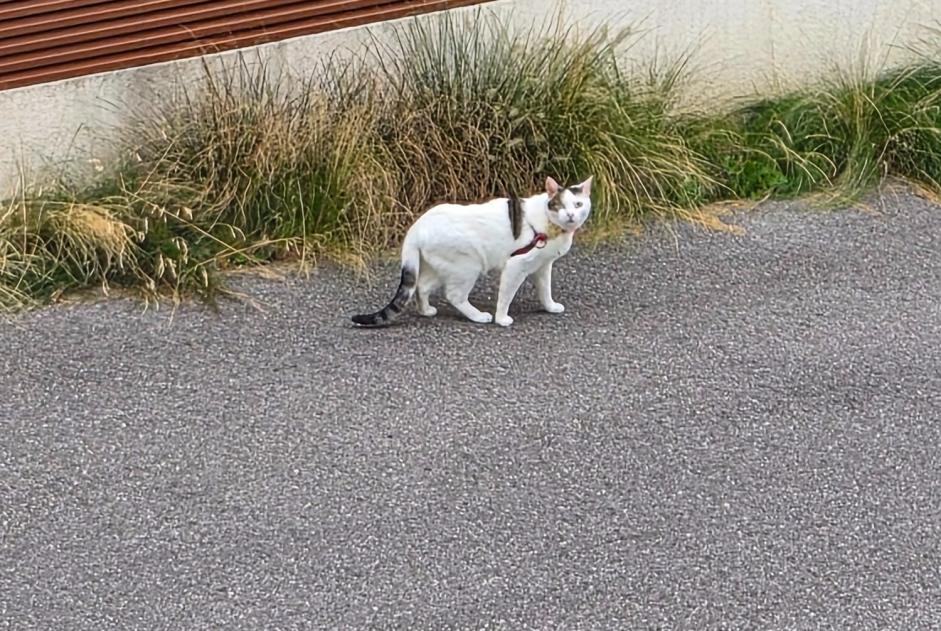 Fundmeldung Katze Unbekannt Le Mont-sur-Lausanne Schweiz