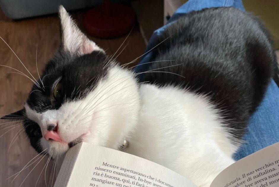 Vermisstmeldung Katze Männliche , 4 jahre Vevey Schweiz Vermisstmeldung Katze Männliche , 4 jahre Vevey Schweiz