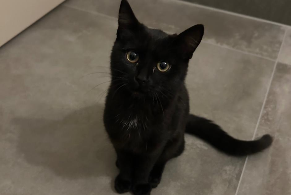Discovery alert Cat Female Belmont-Broye Switzerland