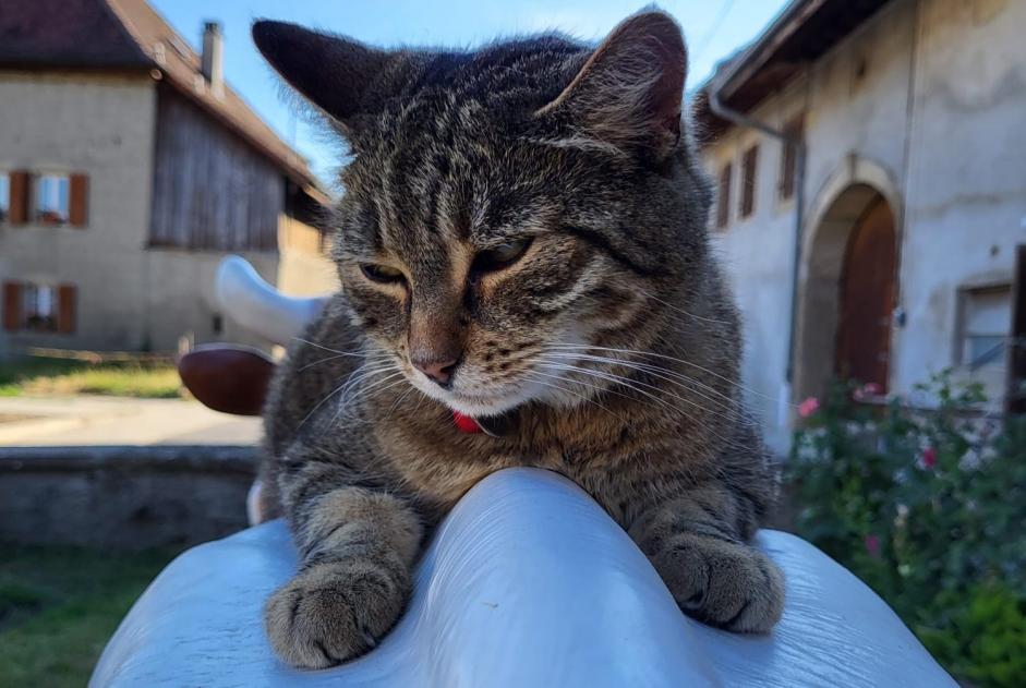 Disappearance alert Cat Female , 12 years Treytorrens (Payerne) Switzerland Disappearance alert Cat Female , 12 years Treytorrens (Payerne) Switzerland