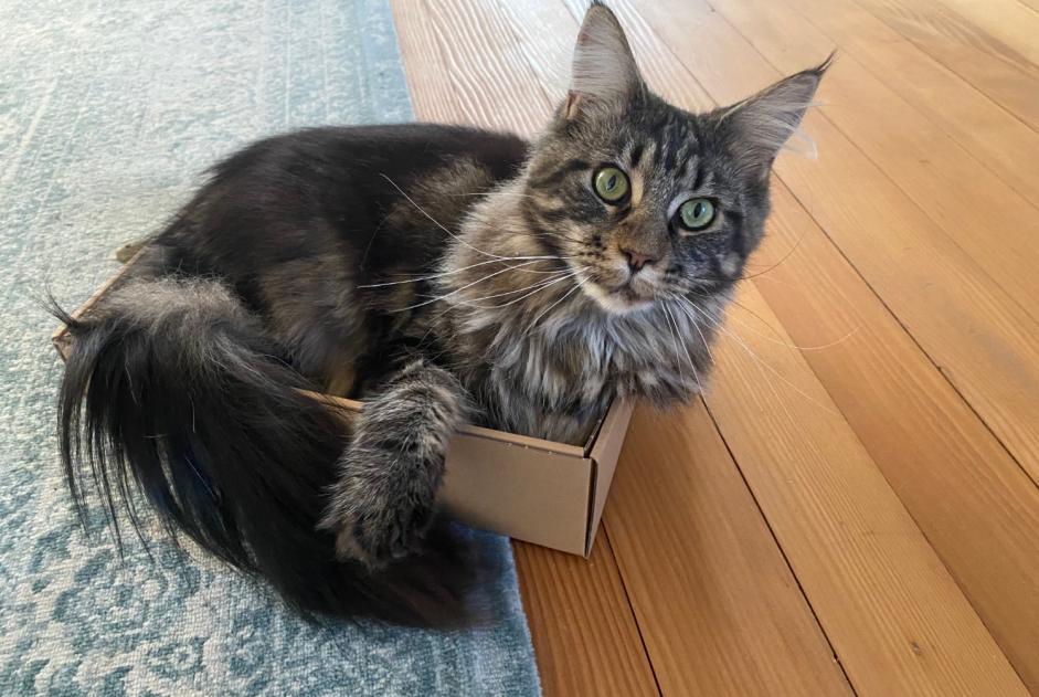 Alerta de Desaparición Gato cruce Hembra , 6 años Gunzgen Suiza