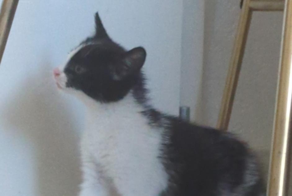 Alerta de Hallazgo Gato Desconocido , Entre 4 y 6 meses Riaz Suiza Alerta de Hallazgo Gato Desconocido , Entre 4 y 6 meses Riaz Suiza