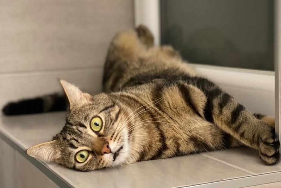 Alerte Disparition Chat Mâle , 5 ans Curtilles Suisse Alerte Disparition Chat Mâle , 5 ans Curtilles Suisse
