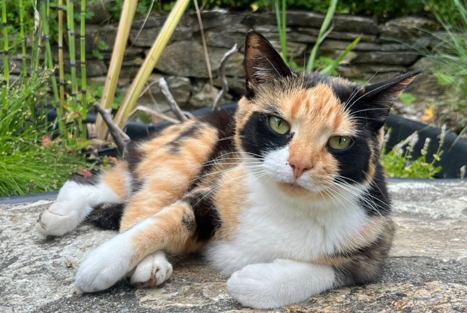 Alerte Disparition Chat Femelle , 2 ans Blonay - Saint-Légier Suisse