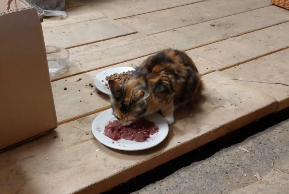 Alerte Découverte Chat Femelle Villeret Suisse Alerte Découverte Chat Femelle Villeret Suisse