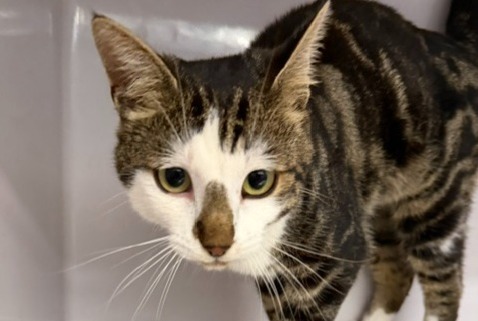 Alerte Découverte Chat Mâle Orsières Suisse Alerte Découverte Chat Mâle Orsières Suisse