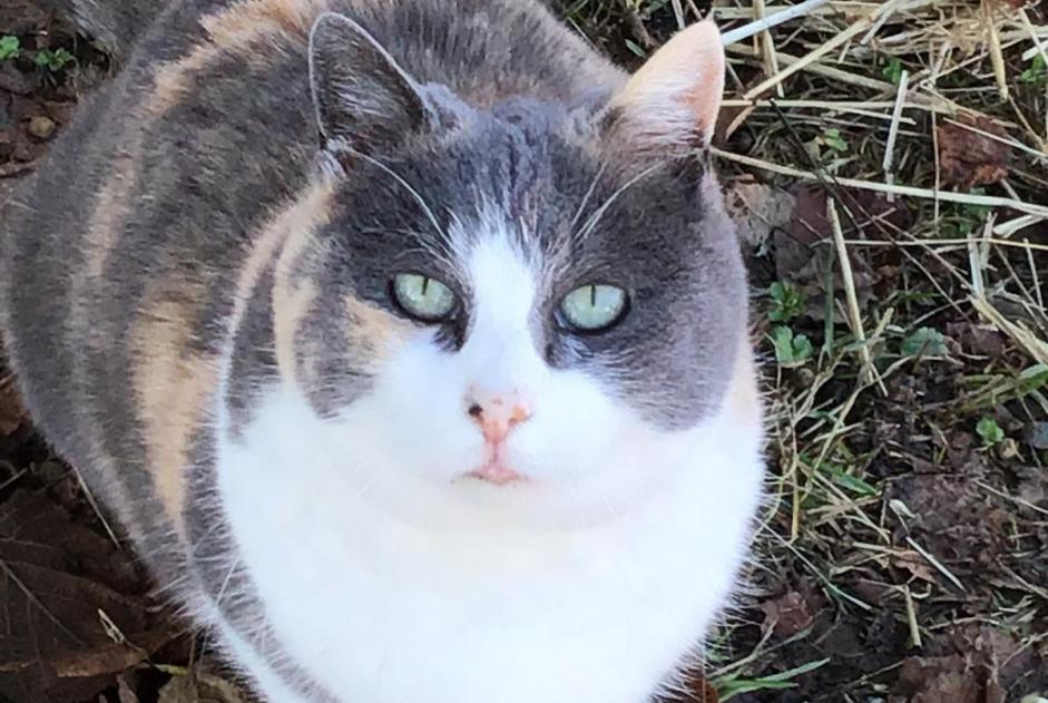 Avviso scomparsa Gatto incrocio di razze Femmina , 10 anni La Verrerie Svizzera