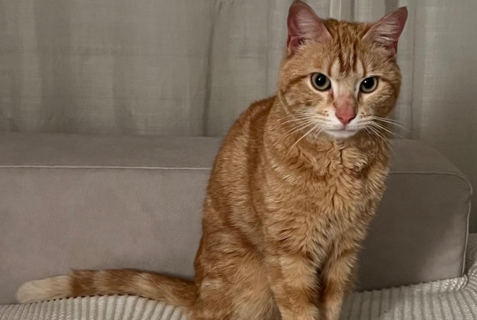 Avviso scomparsa Gatto Maschio , 2 anni Lancy Svizzera Avviso scomparsa Gatto Maschio , 2 anni Lancy Svizzera