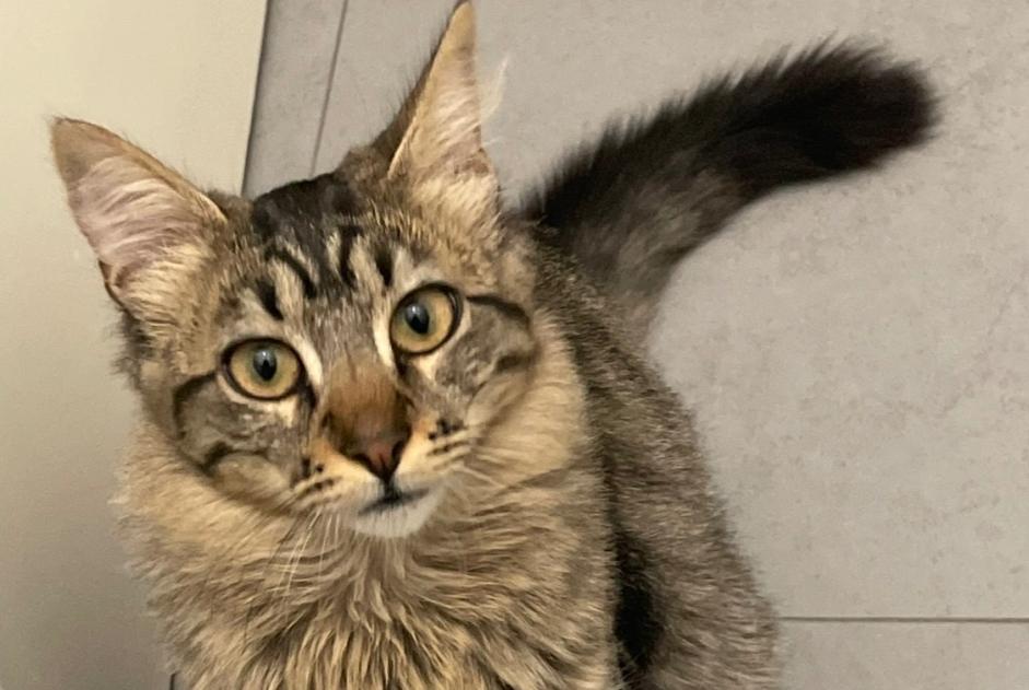 Avviso scomparsa Gatto incrocio di razze Maschio , 1 anni Confignon Svizzera Avviso scomparsa Gatto incrocio di razze Maschio , 1 anni Confignon Svizzera
