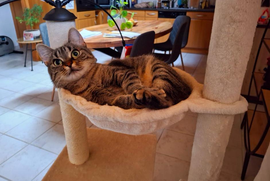 Avviso scomparsa Gatto Femmina , 2 anni Haute-Sorne Svizzera Avviso scomparsa Gatto Femmina , 2 anni Haute-Sorne Svizzera