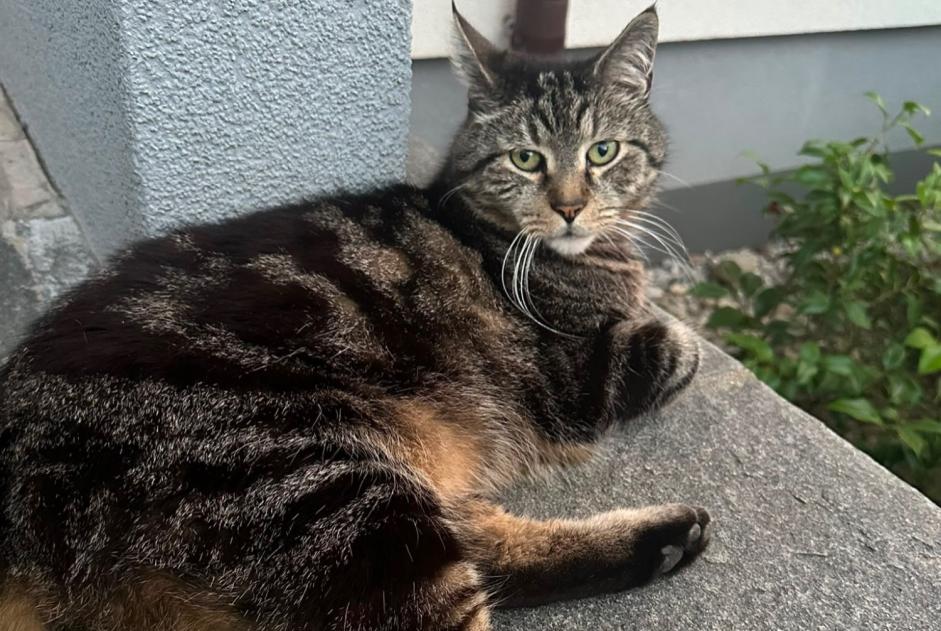 Avviso scomparsa Gatto Maschio , 12 anni Blonay - Saint-Légier Svizzera