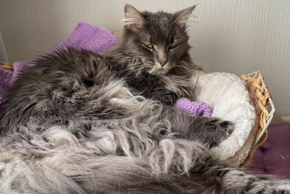 Avviso scomparsa Gatto incrocio di razze Femmina , 3 anni Lausanne Svizzera Avviso scomparsa Gatto incrocio di razze Femmina , 3 anni Lausanne Svizzera