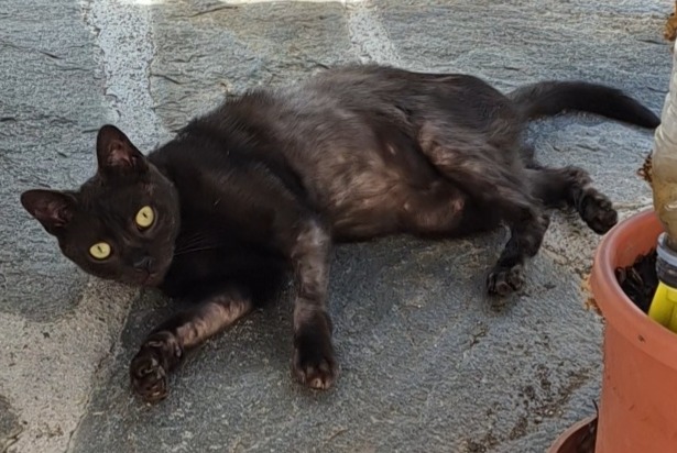 Avviso scomparsa Gatto Femmina , 4 anni Lausanne Svizzera