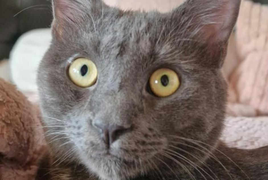 Avviso scomparsa Gatto incrocio di razze Maschio , 49 anni Cugy Svizzera